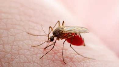 Brazil records world’s first Oropouche virus deaths