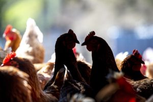 Human bird flu cases tick up; second Colorado poultry farm reports spread