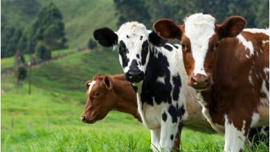 New study confirms mammal-to-mammal avian flu spread