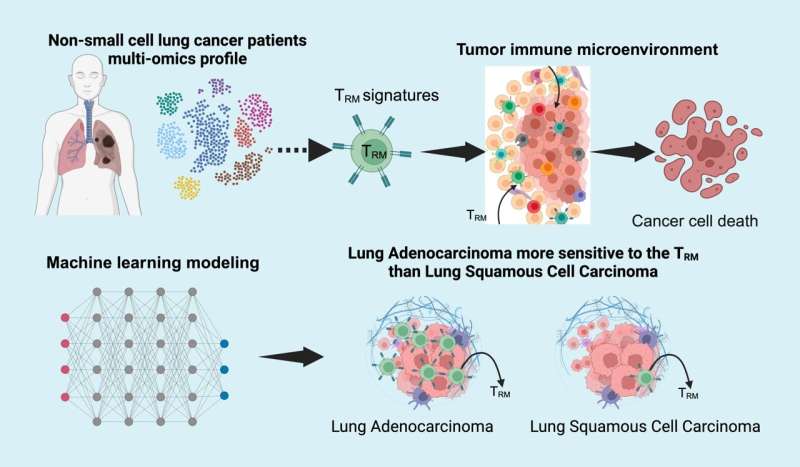 Recent study reveals key immune cells as critical factors in lung ...