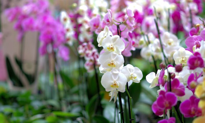 Fiji’s Botanical Gardens