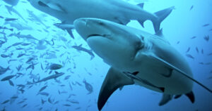 Shark Attacks in Fiji 1