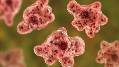 Brain-Eating Amoeba Kills Patient in South Carolina