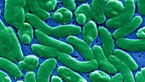 Flesh Eating Bacteria Kills 5 in Florida 1