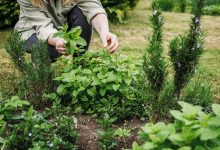 The Herb Linked to Reduced Inflammation, Lower Anxiety, and Reduced Blood Sugar