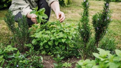 The Herb Linked to Reduced Inflammation, Lower Anxiety, and Reduced Blood Sugar