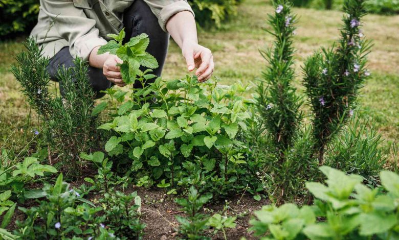 The Herb Linked to Reduced Inflammation, Lower Anxiety, and Reduced Blood Sugar