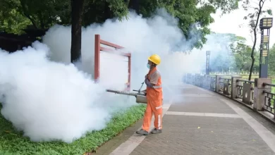 chikungunya virus outbreak china