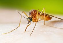 First West Nile Death in Illinois 2025