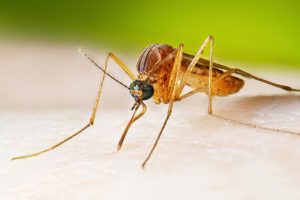 First West Nile Death in Illinois 2025