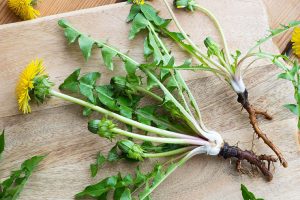 Dandelion root