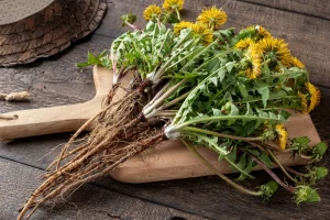 Dandelion Root
