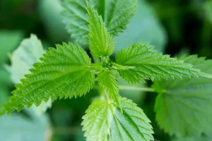 Nettle Leaf