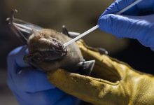 New Coronavirus Strain in Brazilian Bats Sparks Global Concern