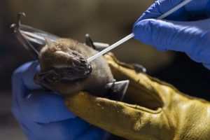 New Coronavirus Strain in Brazilian Bats Sparks Global Concern