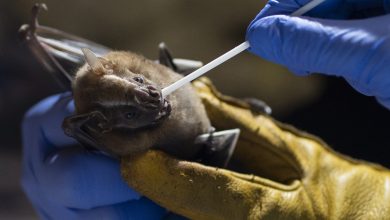New Coronavirus Strain in Brazilian Bats Sparks Global Concern