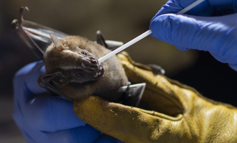 New Coronavirus Strain in Brazilian Bats Sparks Global Concern