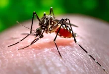 New York’s First Local Chikungunya Case
