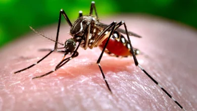 New York’s First Local Chikungunya Case