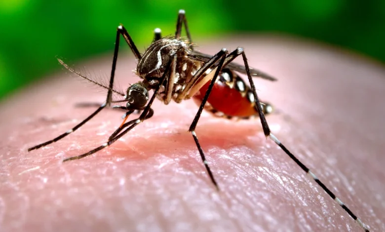 New York’s First Local Chikungunya Case