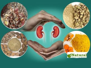 Top 10 Natural Supplements for Kidney Health