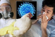 First Human Bird Flu Case in the U.S. in 9 Months Detected in Washington
