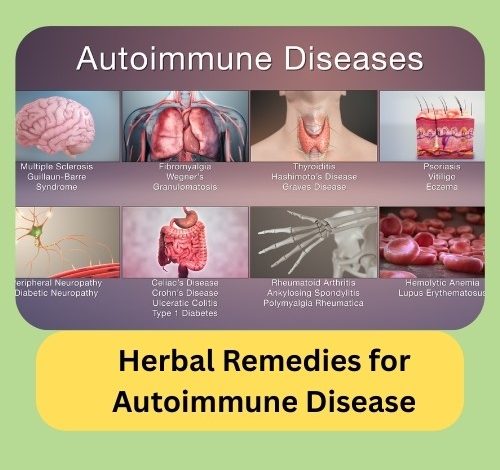 Herbal Remedies for Autoimmune Disease