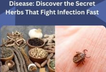 Herbal Remedies for Lyme Disease