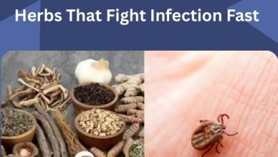 Herbal Remedies for Lyme Disease