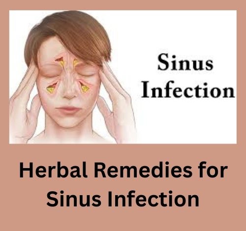 Herbal Remedies for Sinus Infection