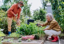 How Garden Therapy Boosts Mental Health and Emotional Well-Being