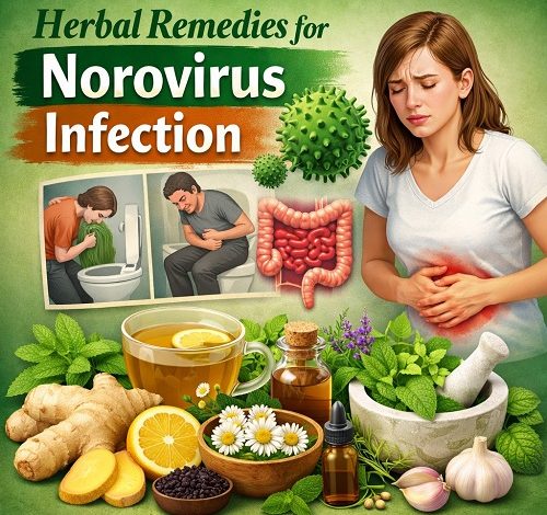 Herbal Remedies for Norovirus Infection