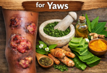 Herbal Remedies for Yaws