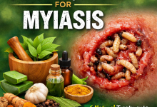 Herbal Remedies for Myiasis