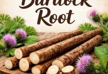Burdock Root