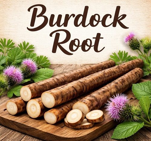 Burdock Root