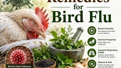 Herbal Remedies for Bird Flu
