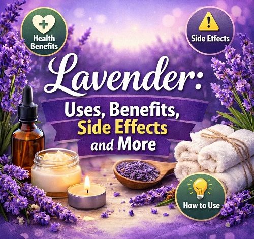 Lavender Uses, Benefits, Side Effects and More