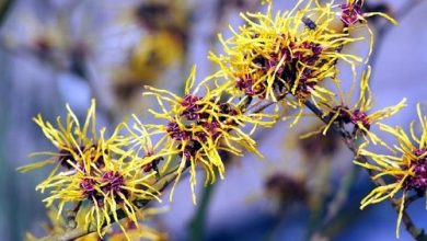 Witch Hazel